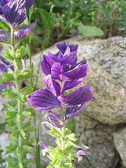 Esquema taxonómico y detalles morfológicos de la Salvia viridis