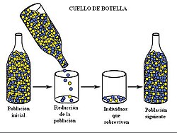 Diagrama que ilustra la reducción de diversidad genética tras un cuello de botella