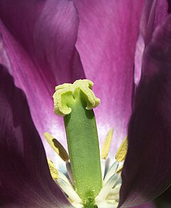 Detalle macroscópico del androceo y gineceo en una flor de tulipán