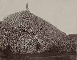 Montaña de cráneos de bisontes en 1892