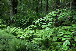 Helechos y musgos en el suelo forestal