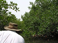 Obtención de carbón vegetal a partir de ramas de mangle en Senegal
