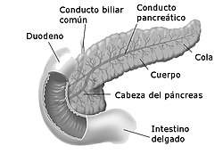 Detalle anatómico del páncreas y sus relaciones con estructuras vecinas.