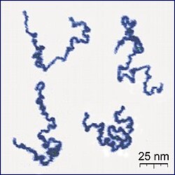 Visualización de cadenas de polímeros lineares observadas con microscopio de fuerza atómica