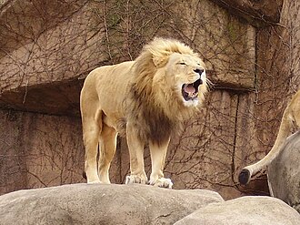 León en el zoo de Lincoln Park