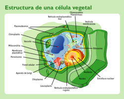 Esquema de una célula vegetal típica con sus organelos característicos