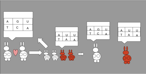 Representación esquemática de la herencia genética