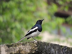 Copsychus saularis