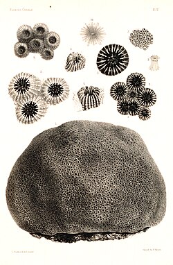 Lámina ilustrativa de corales y fósiles marinos publicada en las memorias del Museo de Zoología Comparada de Harvard dirigidas por Louis Agassiz.