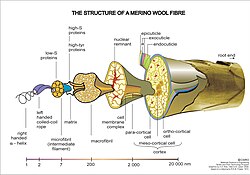 Esquema detallado de la estructura microscópica de una fibra de lana