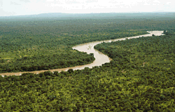 Bosques tropicales del río Gambia en Senegal