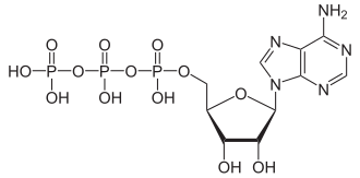 Detalle estructural del nucleótido ATP con su base nitrogenada.