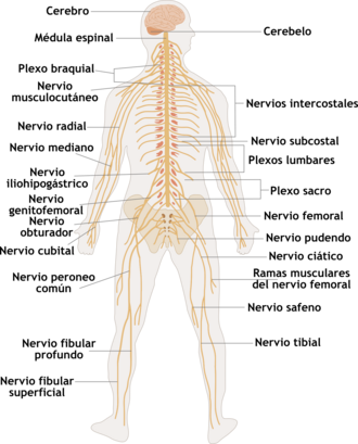 Esquema anatómico que ilustra el sistema nervioso compuesto por el cerebro, el cerebelo, la médula espinal y los nervios.