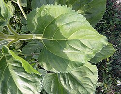 Tallo, pedúnculos y hojas de la planta de girasol