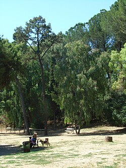 Reserva natural del monte Mario