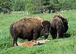 Fotografía detallada de un bisonte americano