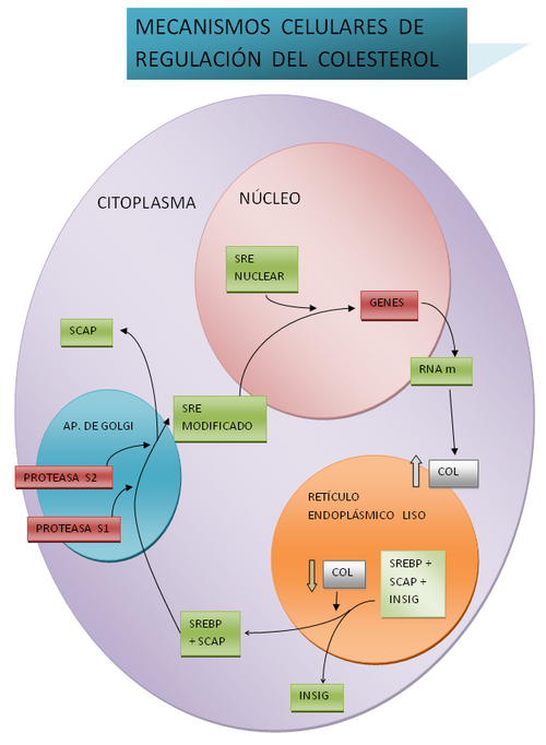 Diagrama de regulación del colesterol mediante SREBPs