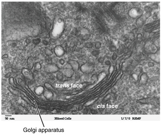 Esquema ilustrativo de las regiones del aparato de Golgi mostrando la cara cis y la cara trans
