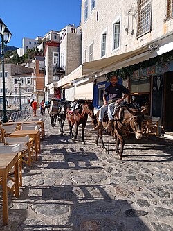 Transporte en burros en Hidra