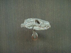 Cráneo de Thrinaxodon liorhinus en el Museo Americano de Historia Natural