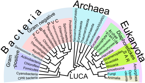 Árbol filogenético de los seres vivos