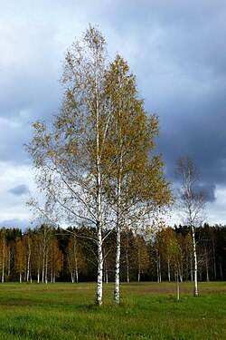 Ejemplar adulto de Betula pendula en un entorno natural