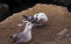 Pareja de fulmares boreales Fulmarus glacialis
