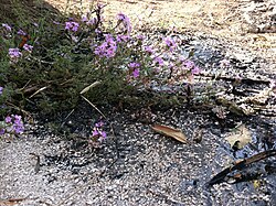 Flujo de brea y flores silvestres dentro del campus de La Brea.