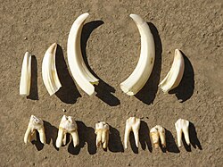 Dientes de cerdo doméstico