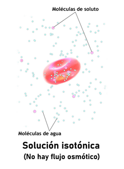 Representación de un glóbulo rojo en una solución isotónica
