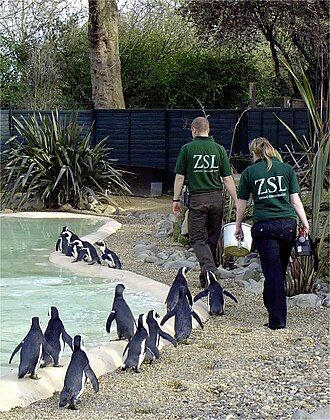 Cuidadores guiando a los pingüinos en el Zoológico de Londres
