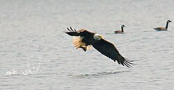 Águila calva pescando en entornos acuáticos