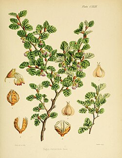 Ilustración botánica histórica de Nothofagus antarctica
