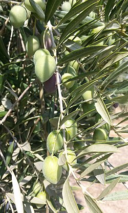 Aceitunas recolectadas de la variedad picual