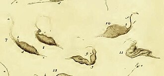 Dibujo histórico de Pseudomonilicaryon anser publicado en Animalcula Infusoria.