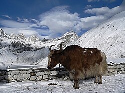Un yak en las rutas de aproximación al Everest