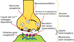 Diagrama de neurotransmisión química