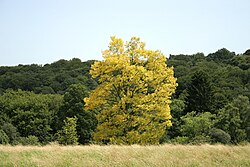 Robinia pseudoacacia cv. Frisia