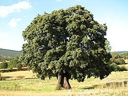 Árbol de Quercus ilex en su entorno natural