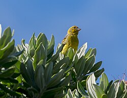 Ejemplar en la isla Terceira, Azores