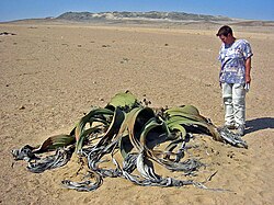 Hábito de Welwitschia mirabilis