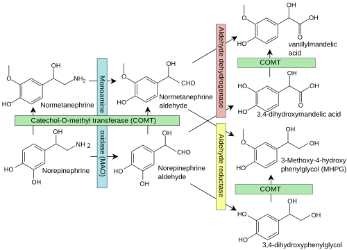 Diagrama de la ruta de degradación de la noradrenalina