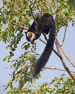 Ardilla gigante malaya (Ratufa bicolor) sobre una rama