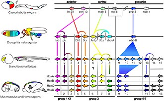 Diagrama de genes Hox en insectos y vertebrados
