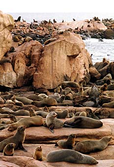 Lobos marinos en la Isla de Lobos