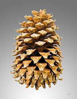 Cono femenino maduro de Pinus coulteri