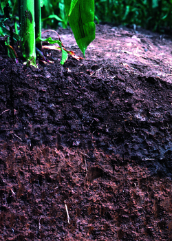 Perfil de suelo vegetal oscuro