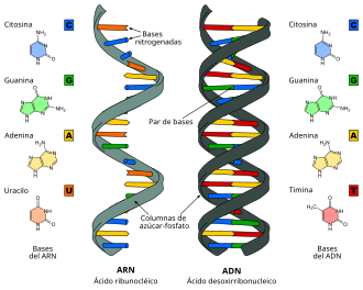 Comparación estructural entre los nucleótidos de ARN y ADN