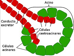 Esquema detallado de un acino del páncreas.