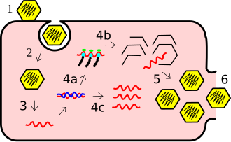Esquema ilustrativo de las fases del ciclo replicativo viral: fijación, penetración, desenvolvimiento, síntesis, ensamblaje y liberación.
